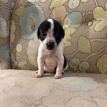 Bartholomew -  Mixed Breed Dog for Adoption in Fredericksburg, Virginia - Bartholomew | PetCurious