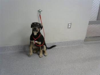 German Shepherd Dog and Mixed Breed Dogs Available for Adoption in Pasadena, Texas - A184502 | PetCurious