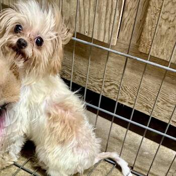 Lucy -  Shih Tzu Dog for Adoption in Natchitoches, Louisiana - Lucy | PetCurious