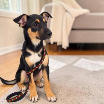 Sunny -  Australian Kelpie and Rottweiler Dog for Adoption in San Diego, California - Sunny | PetCurious