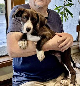 Rescue Pit Bull Terrier Dogs for Adoption in Roseburg, Oregon - Belle | PetCurious