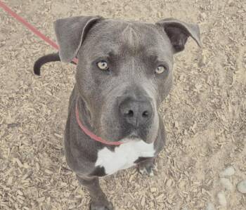 Rescue Pit Bull Terrier and Mixed Breed Dogs for Adoption in Albuquerque, New Mexico - MAVERICK | PetCurious
