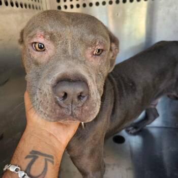 Unknown 1 -  Mixed Breed Dog for Adoption in Lake Panasoffkee, Florida - Unknown 1 | PetCurious