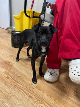 Buddy -  Mixed Breed Dog for Adoption in Greensburg, Indiana - Buddy | PetCurious
