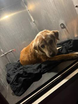 TOOTSIE -  Labrador Retriever and Mixed Breed Dog for Adoption in San Antonio, Texas - TOOTSIE | PetCurious