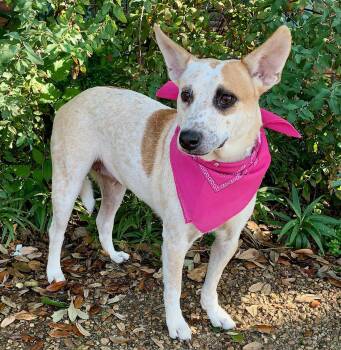 Australian Cattle Dog Blue Heeler and Australian Shepherd Dogs Available for Adoption - LILLY BELLE - PRECIOUS GIRL! | PetCurious