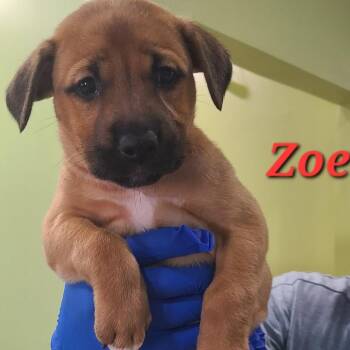 Mixed Breed Dogs Available for Adoption in Pinellas Park, Florida - Zoey | PetCurious