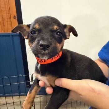 Birgit (AG26-66) -  Chihuahua and Mixed Breed Dog for Adoption in Peyton, Colorado - Birgit (AG26-66) | PetCurious
