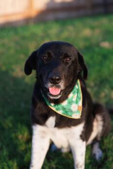 Remington -  Newfoundland Dog and Great Pyrenees Dog for Adoption in Austin, Texas - Remington | PetCurious