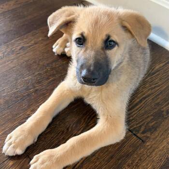 Franklin -  Labrador Retriever and German Shepherd Dog Dog for Adoption in Minneapolis, Minnesota - Franklin | PetCurious