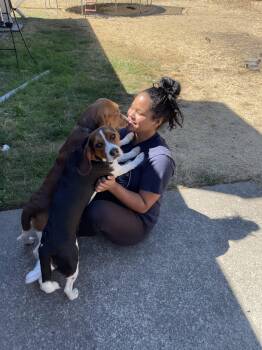 Beagle Dogs Available for Adoption - Leo | PetCurious