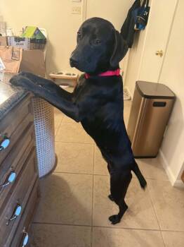 Astoria #A-141814 -  Labrador Retriever Dog for Adoption in Silsbee, Texas - Astoria #A-141814 | PetCurious