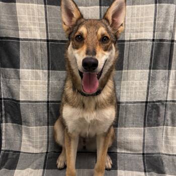 Twilight -  Shepherd Dog for Adoption in Fresno, California - Twilight | PetCurious
