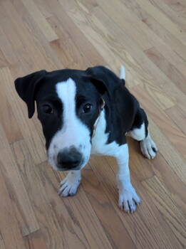 Rescue Hound Dogs for Adoption - Gandalf | PetCurious