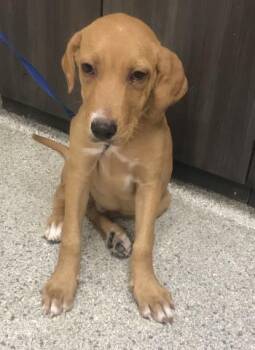 A430431 -  Labrador Retriever and Great Dane Dog for Adoption in Conroe, Texas - A430431 | PetCurious