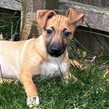 Rescue Jack Russell Terrier and Chihuahua Dogs for Adoption in Fairfield, Connecticut - Biggi | PetCurious