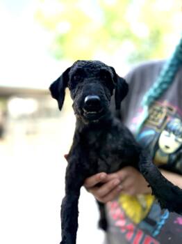 Poodle Dogs Available for Adoption in Anderson, Indiana - Tuckie | PetCurious