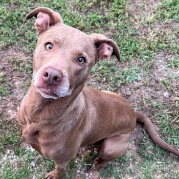 Sissy -  American Staffordshire Terrier Dog for Adoption in Asher, Oklahoma - Sissy | PetCurious