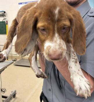 HAZELNUT -  Treeing Walker Coonhound and Mixed Breed Dog for Adoption in Grand Prairie, Texas - HAZELNUT | PetCurious