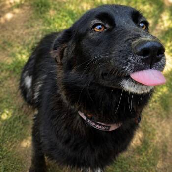 Kelly Jelly Bean -  Border Collie Dog for Adoption in Colleyville, Texas - Kelly Jelly Bean | PetCurious
