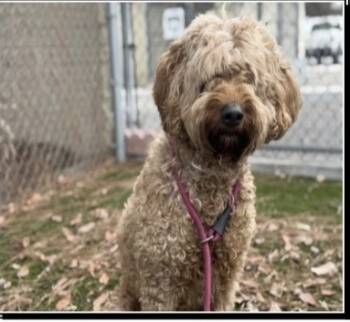 Rescue Poodle Dogs for Adoption in Riverton, Utah - Nela | PetCurious