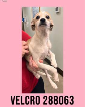 Parson Russell Terrier Dogs Available for Adoption - VELCRO | PetCurious