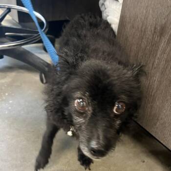 Rufus -  Chihuahua and Mixed Breed Dog for Adoption in Tampa, Florida - Rufus | PetCurious