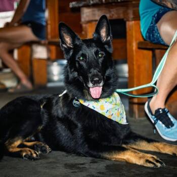 Rescue German Shepherd Dog Dogs for Adoption in Tulsa, Oklahoma - Joe | PetCurious