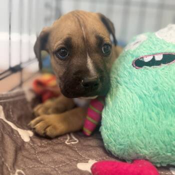 George -  Shepherd and Mixed Breed Dog for Adoption in Chesapeake, Virginia - George | PetCurious