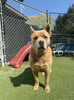 Mixed Breed and American Bully Dogs Available for Adoption - Gena | PetCurious