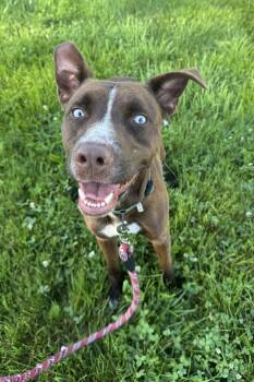 Copper -  Mixed Breed Dog Available for Adoption in Blair, Nebraska - Copper | PetCurious