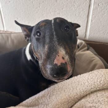 Bull Terrier Dogs Available for Adoption in Reno, Nevada - Boston | PetCurious