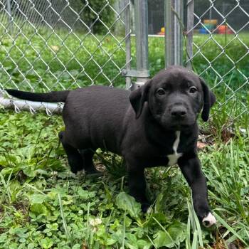 Bray- 5562 -  American Staffordshire Terrier Dog for Adoption in Fairmont, West Virginia - Bray- 5562 | PetCurious