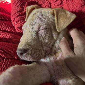 American Staffordshire Terrier Dogs Available for Adoption - Peach | PetCurious