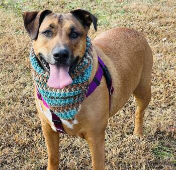 Rescue Shepherd Dogs for Adoption in Palmyra, Virginia - Simon | PetCurious