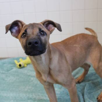 Rescue Shepherd and Mixed Breed Dogs for Adoption in Melbourne, Kentucky - Steve-O | PetCurious