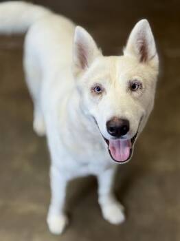 Rescue Siberian Husky Dogs for Adoption in Fort Walton Beach, Florida - GEEGEE | PetCurious
