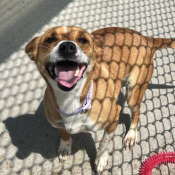 Mixed Breed Dogs Available for Adoption in Uniontown, Pennsylvania - Patty | PetCurious