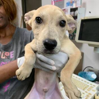 Luca -  Labrador Retriever and Catahoula Leopard Dog Dog for Adoption in Hattiesburg, Mississippi - Luca | PetCurious