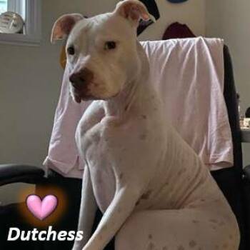 Rescue Terrier Dogs for Adoption in Palm Harbor, Florida - Dutchess | PetCurious