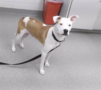 SPOCK -  Boxer and Mixed Breed Dog for Adoption in Omaha, Nebraska - SPOCK | PetCurious