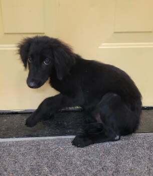 Curtis -  Mixed Breed Dog for Adoption in Lawrenceburg, Tennessee - Curtis | PetCurious