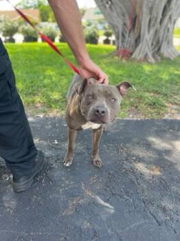 Mixed Breed Dogs Available for Adoption in West Palm Beach, Florida - RAYMOND | PetCurious