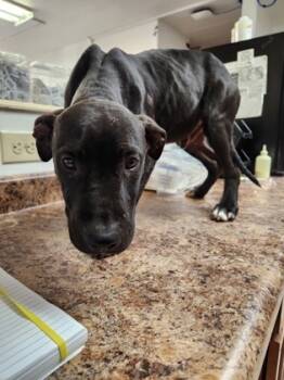 Rescue Mixed Breed Dogs for Adoption in Cincinnati, Ohio - Sweden | PetCurious