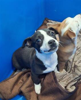 Mixed Breed Dogs Available for Adoption - MUNCHKIN | PetCurious