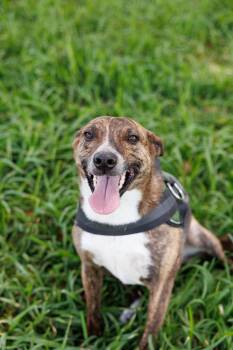 Ferris -  Mountain Cur Dog for Adoption in Poplarville, Mississippi - Ferris | PetCurious
