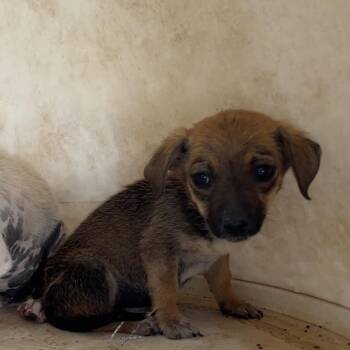 Snuzzle -  Mixed Breed Dog for Adoption in Moab, Utah - Snuzzle | PetCurious