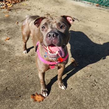 Rescue Mixed Breed Dogs for Adoption in Pittsburgh, Pennsylvania - Julia | PetCurious