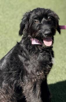 Rescue Portuguese Water Dog Dogs for Adoption in Hondo, Texas - Elouise - Pretty Portugese Water Dog | PetCurious