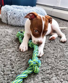 Abe -  German Shorthaired Pointer Dog for Adoption in Copiague, New York - Abe | PetCurious